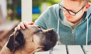 Looking After Your Dog’s Health: The Ultimate Guide for Pet Parents