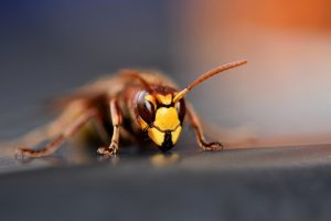 11 Ways to Keep Wasps Out Of Your Home